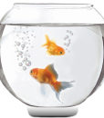 15_aquariovirtual_foto_g_20110325100316 15_aquariovirtual_foto_g_20110325100316