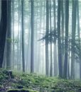 A Floresta com Névoa 2